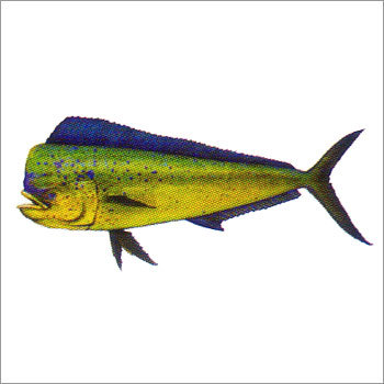 Mahi Mahi Fish