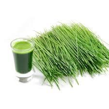 Wheat Grass Extract Hair Oil