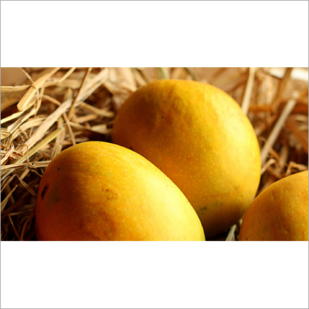 Alphonso Mango