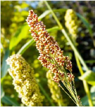 Quinoa