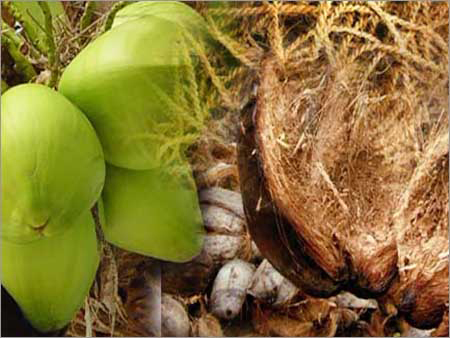 Coconut