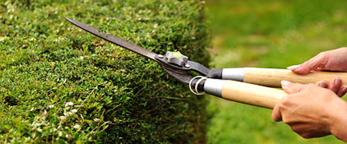 Garden Maintenance