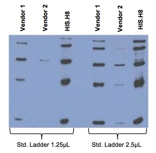 Anti-His Tag (HIS.H8) Monoclonal Antibody 100 gr