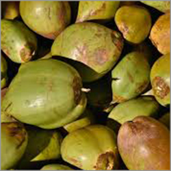 Tender Coconut