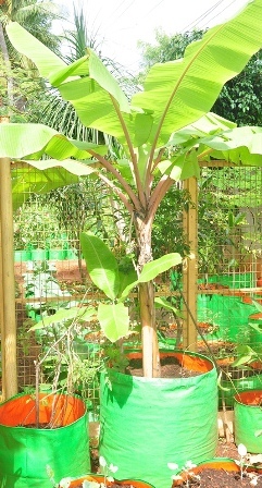 HDPE Grow Bags