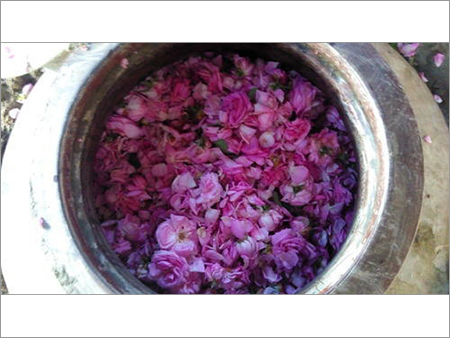 Rose Water Rose Water