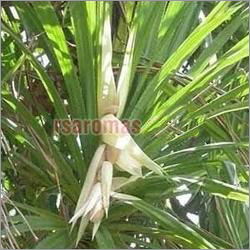 Kewra Floral Water Kewra Floral Water