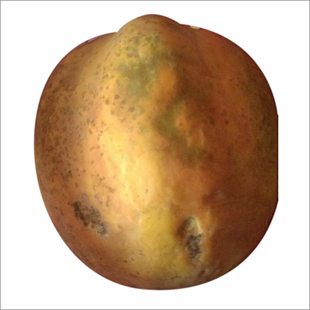 Fresh Papaya Fruit