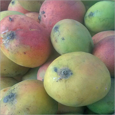 Farm Fresh Mango Fruit