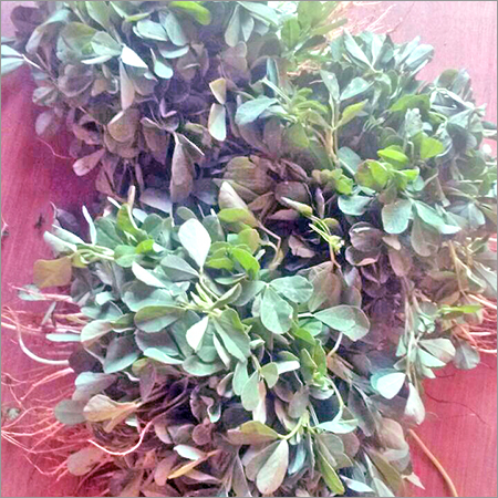 Fenugreek Leaves