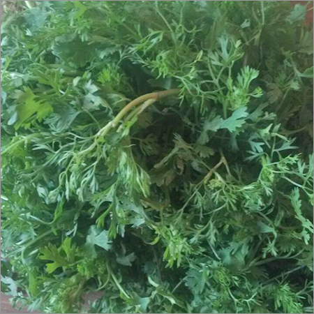 Coriander leaves