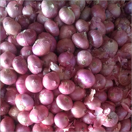 Brown Onion