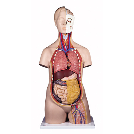 Anatomical Model Human Body (Torso)