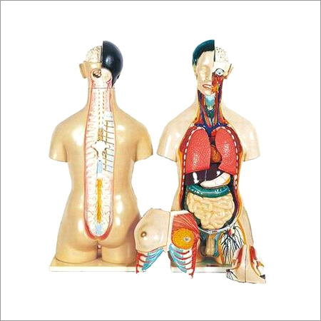 Biological Equipments and Models