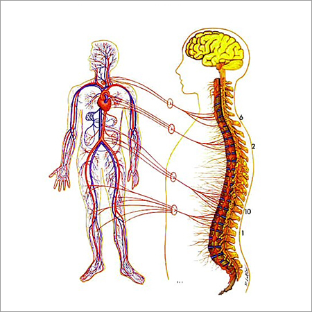 Biological Equipments and Models