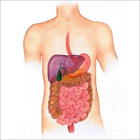 Human Digestive System