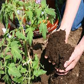 Organic Manure Vermicompost