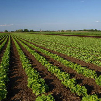 Biofertilizer