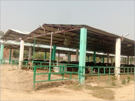 Cow Farm Sheds