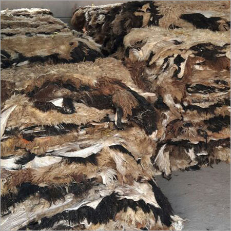 Sheep Garment Nappa