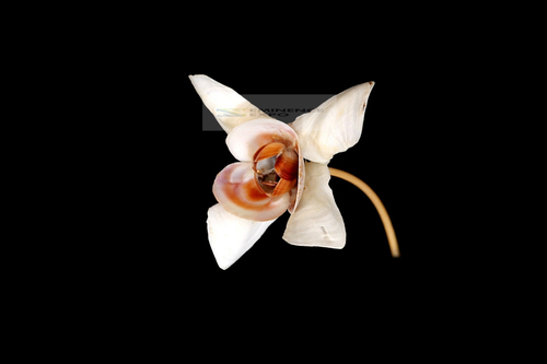 Handmade Seashell Flower