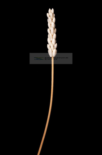 Handicraft Seashell Flower