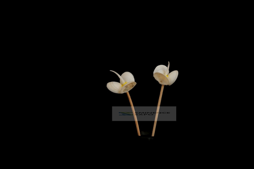 Handicraft Seal Shell Flower