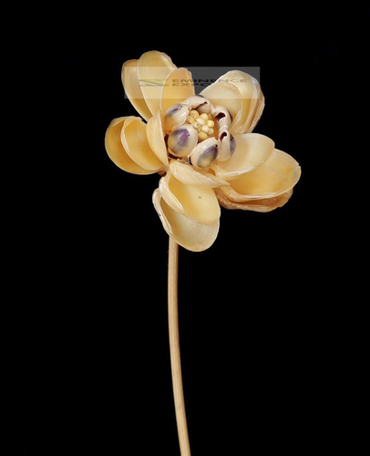 Handicraft Seashell Decorative Flowers