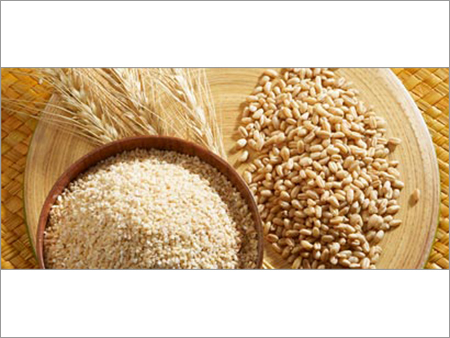 Wheat Dalia