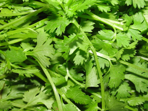 Instant Coriander Leaf