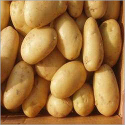 Round Fresh Potato