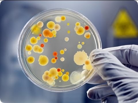 Bacterial Culture