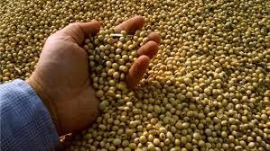 Soybeans / Soya Bean (8.0mm)