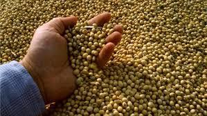 soybeans /soya bean (8.0mm) with high quality ( Premium Grade )