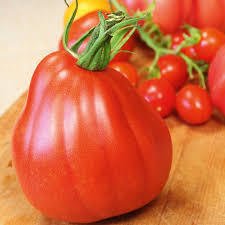 f1 tomato seeds