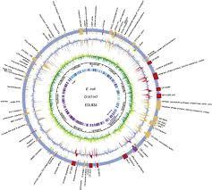 Genomic DNA of Escherichia coli O157 (EDL 933)