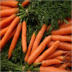 English Carrot