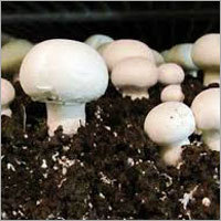 Fresh Button Mushroom