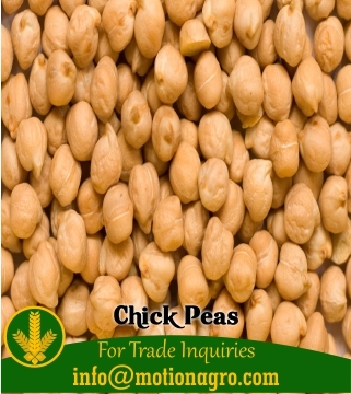 Chick Peas Kabuli Chana