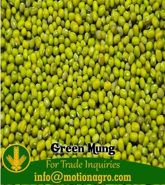 GREEN MUNG / GREEN GRAM