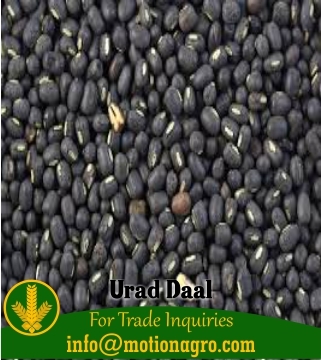 Urad Dal / Lentils