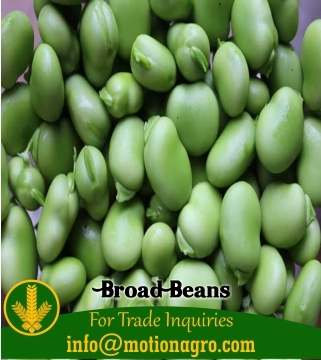 Broad Beans
