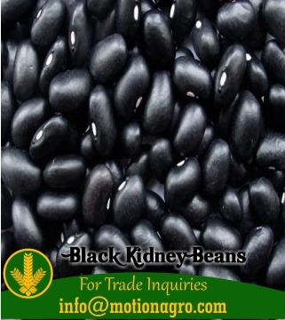 Black Kidney Beans
