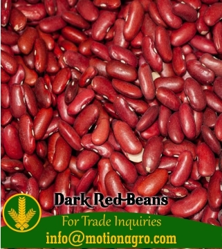 Dark Red Beans