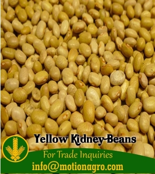 Yellow Kidney Beans