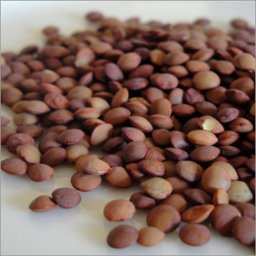 Brown Lentil