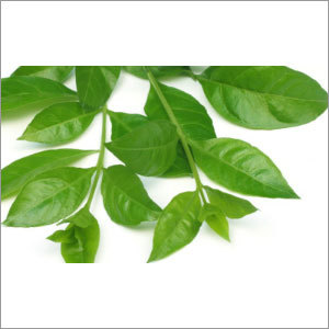 Adathodai Leaf
