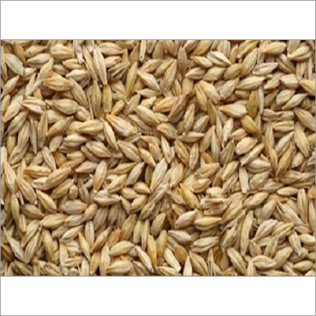 Barley Grain By HARI OM INDUSTRIES