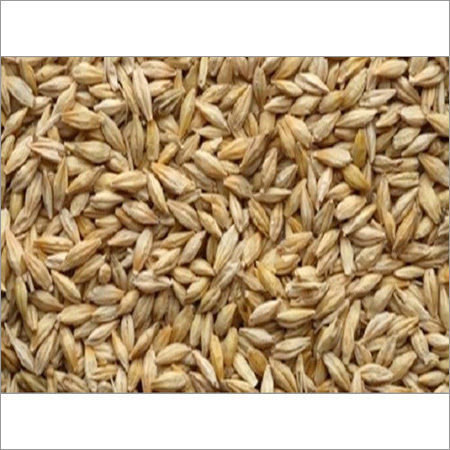 Barley