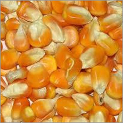 Yellow Maize By HARI OM INDUSTRIES